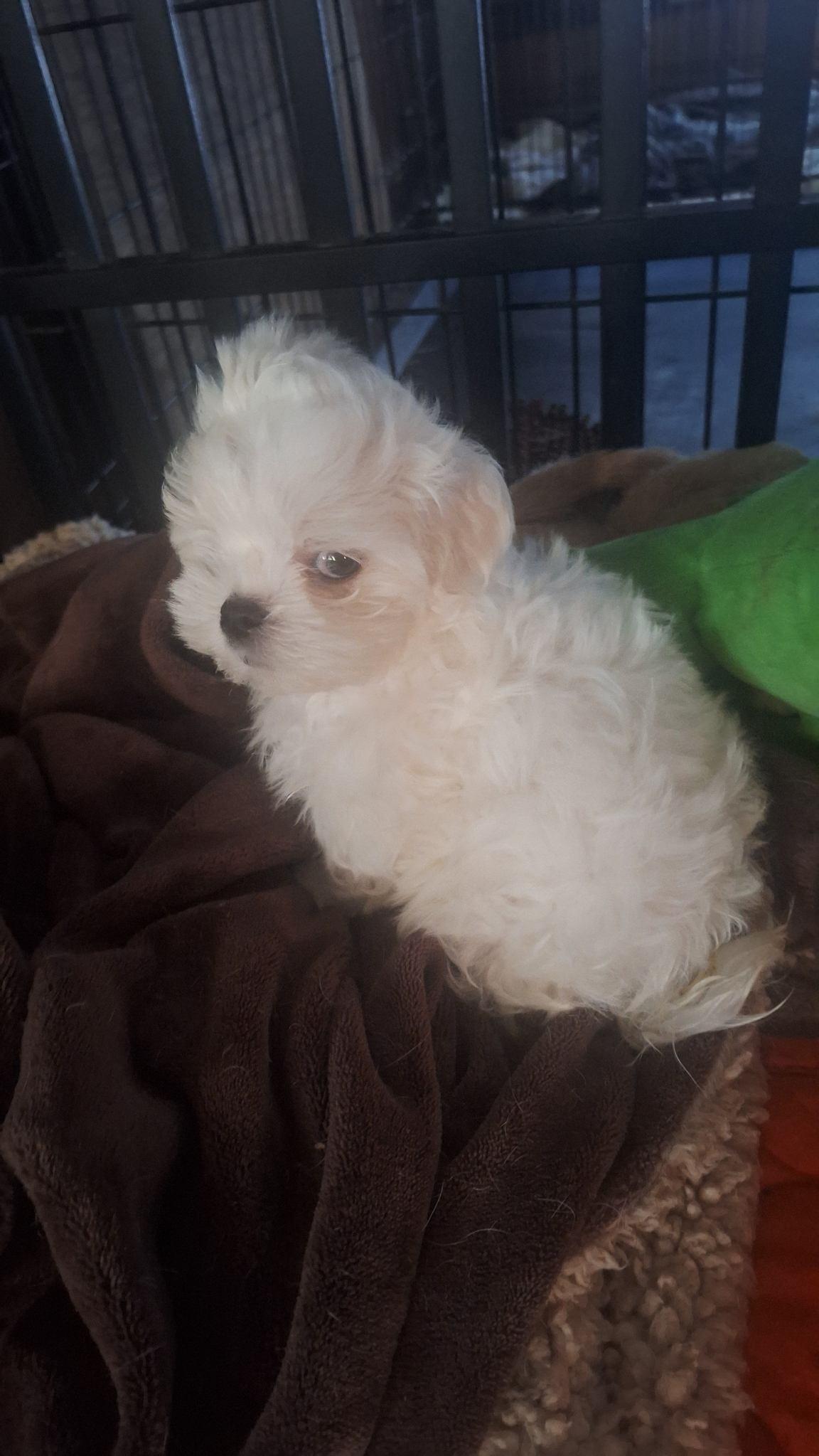 Enlarge Jack Sparrow, a ADOPTABLE Maltese in Los Angeles, CA image 3/5