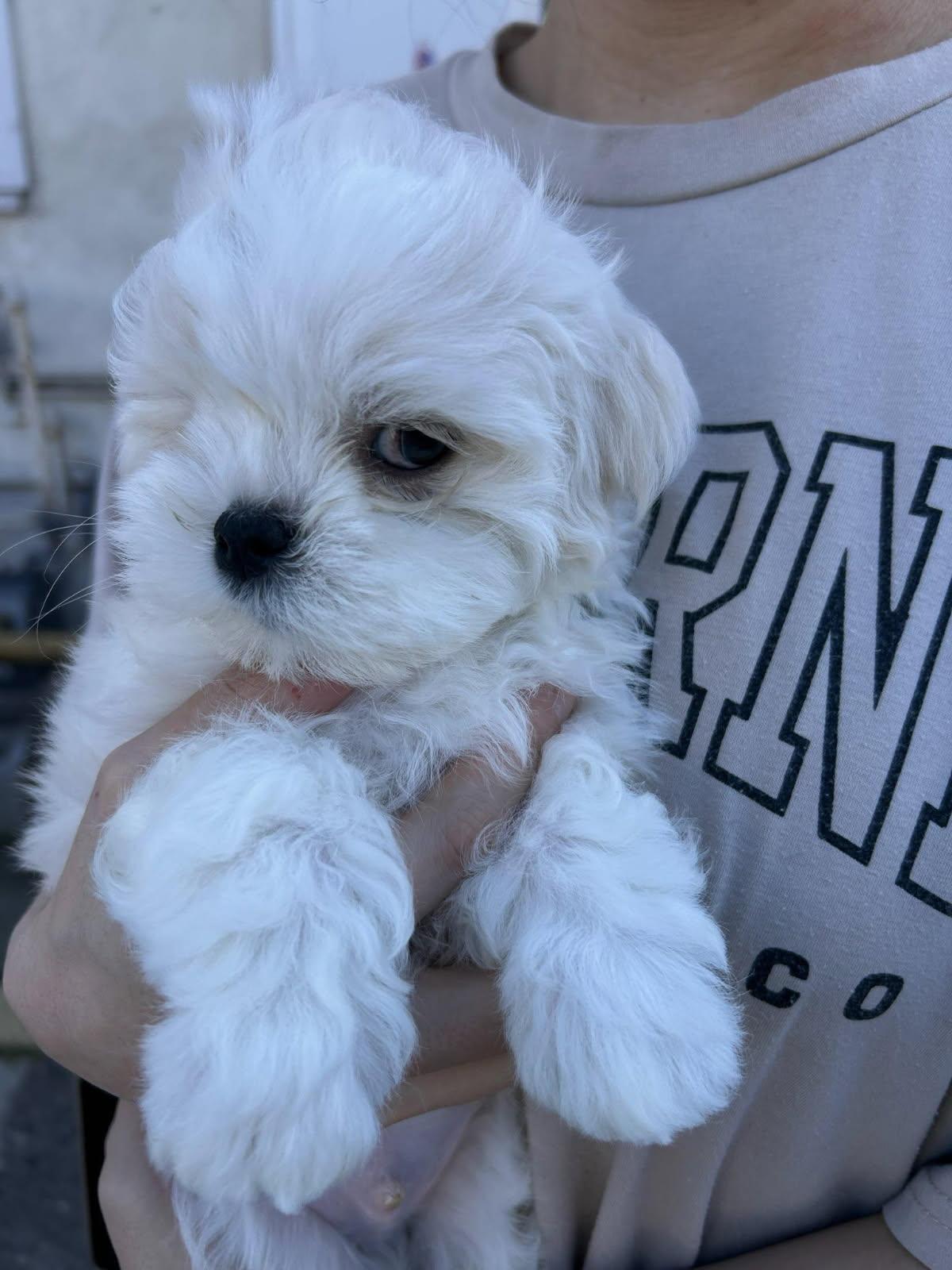 Enlarge Jack Sparrow, a ADOPTABLE Maltese in Los Angeles, CA image 2/5