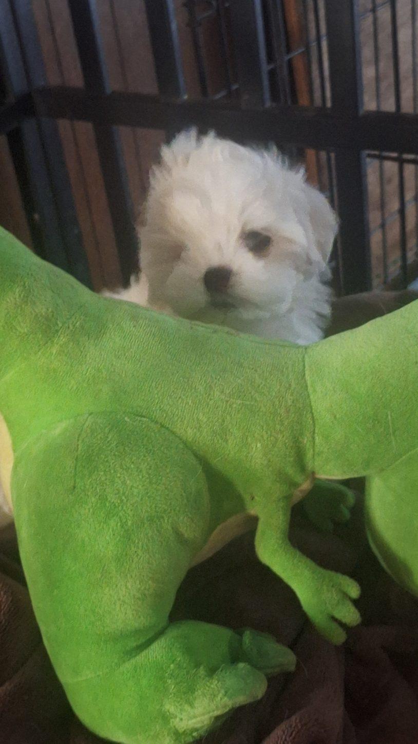 Enlarge Jack Sparrow, a ADOPTABLE Maltese in Los Angeles, CA image 4/5