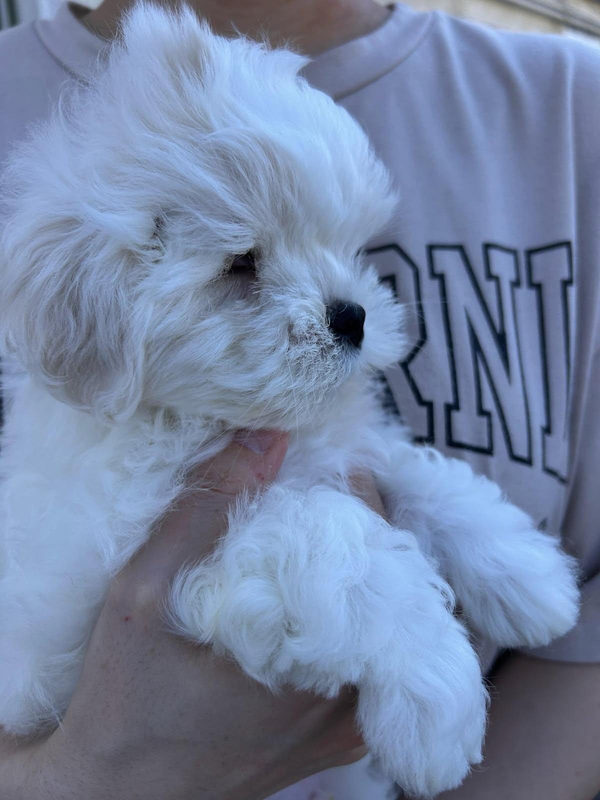 Enlarge Jack Sparrow, a ADOPTABLE Maltese in Los Angeles, CA image 1/5