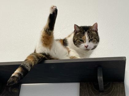 Gracie, Adoptable, Adult Female Domestic Short Hair & Domestic Short Hair.