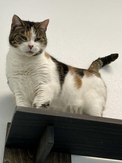 Enlarge Gracie, a Adoptable mixed breed in Madison, WI image 2/3