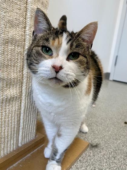 Enlarge Gracie, a Adoptable mixed breed in Madison, WI image 3/3