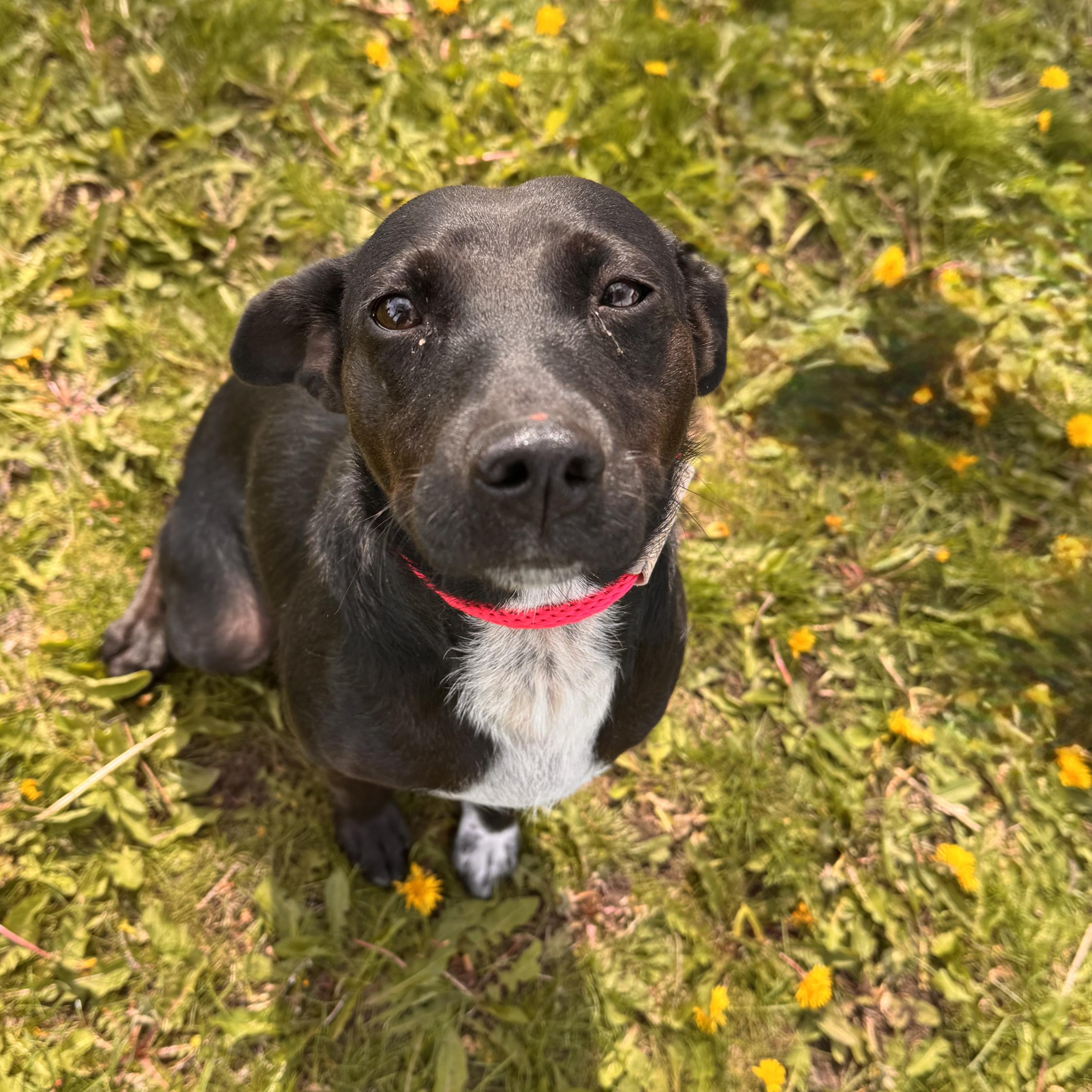 Enlarge Mandy - Foster Care, a ADOPTABLE mixed breed in Midland, MI image 4/5