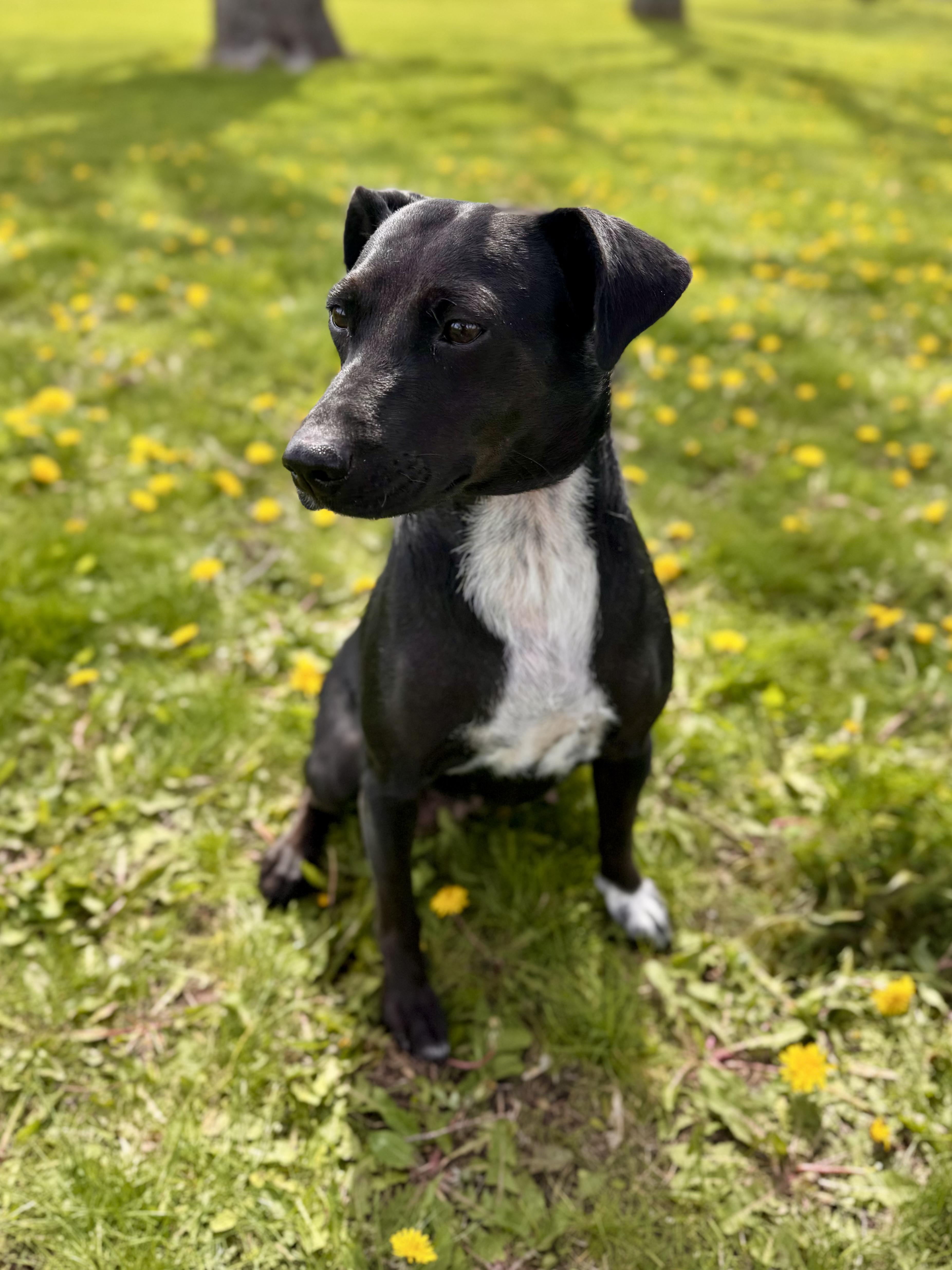 Enlarge Mandy - Foster Care, a ADOPTABLE mixed breed in Midland, MI image 2/5