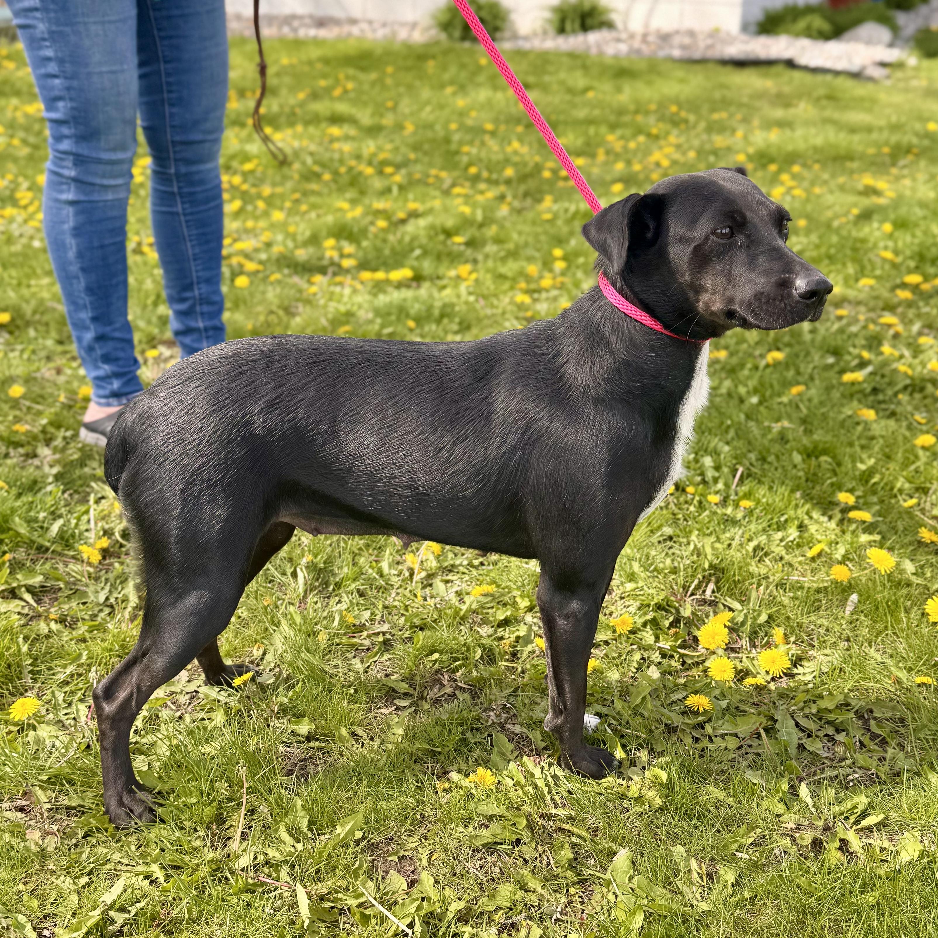 Mandy - Foster Care, ADOPTABLE, Young Female Cattle Dog & Mixed Breed.