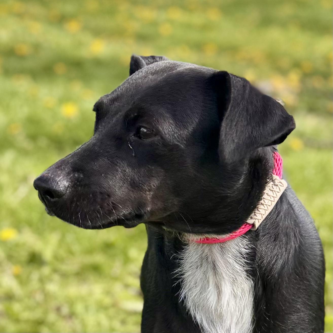 Enlarge Mandy - Foster Care, a ADOPTABLE mixed breed in Midland, MI image 3/5