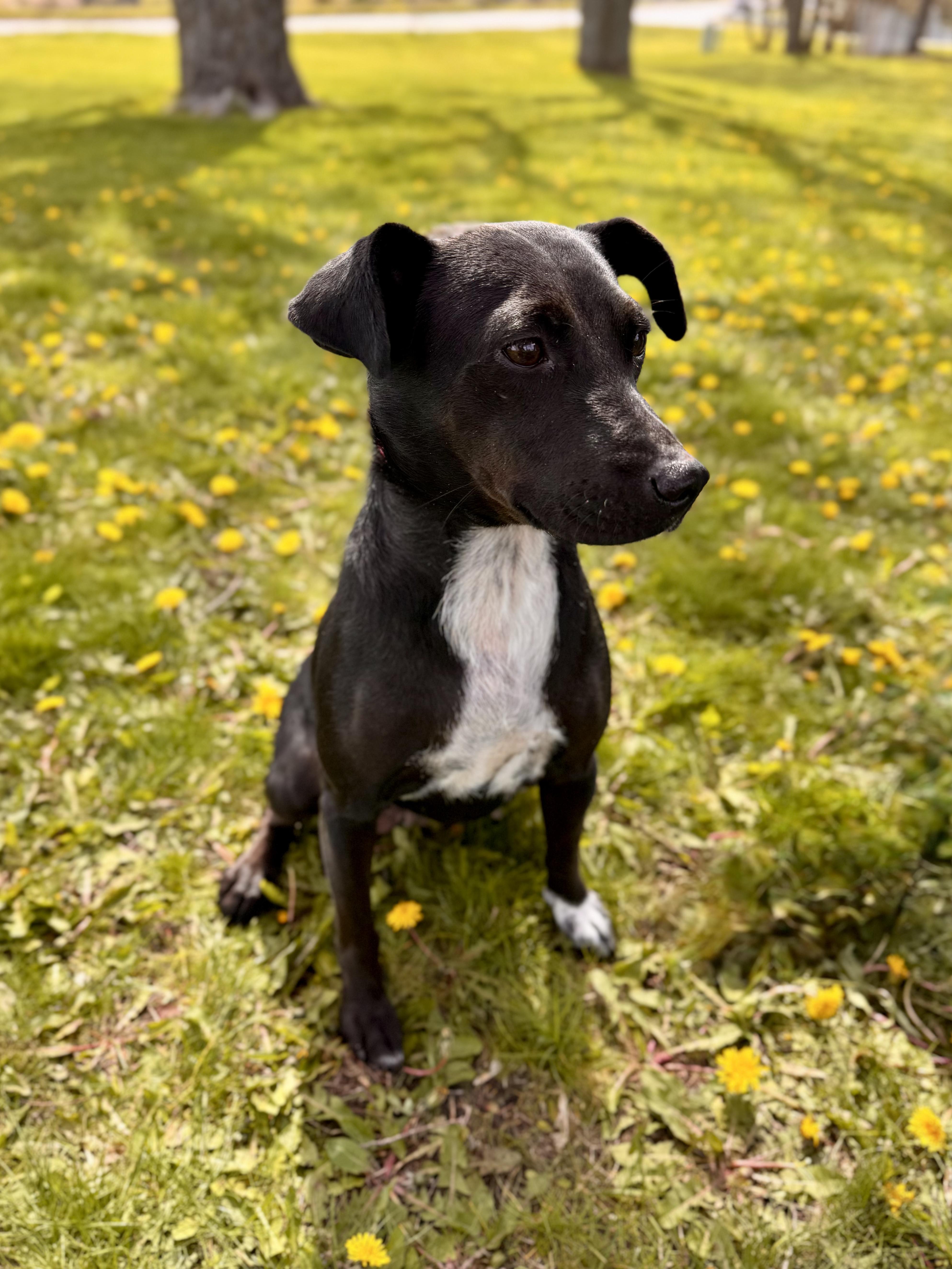 Enlarge Mandy - Foster Care, a ADOPTABLE mixed breed in Midland, MI image 5/5