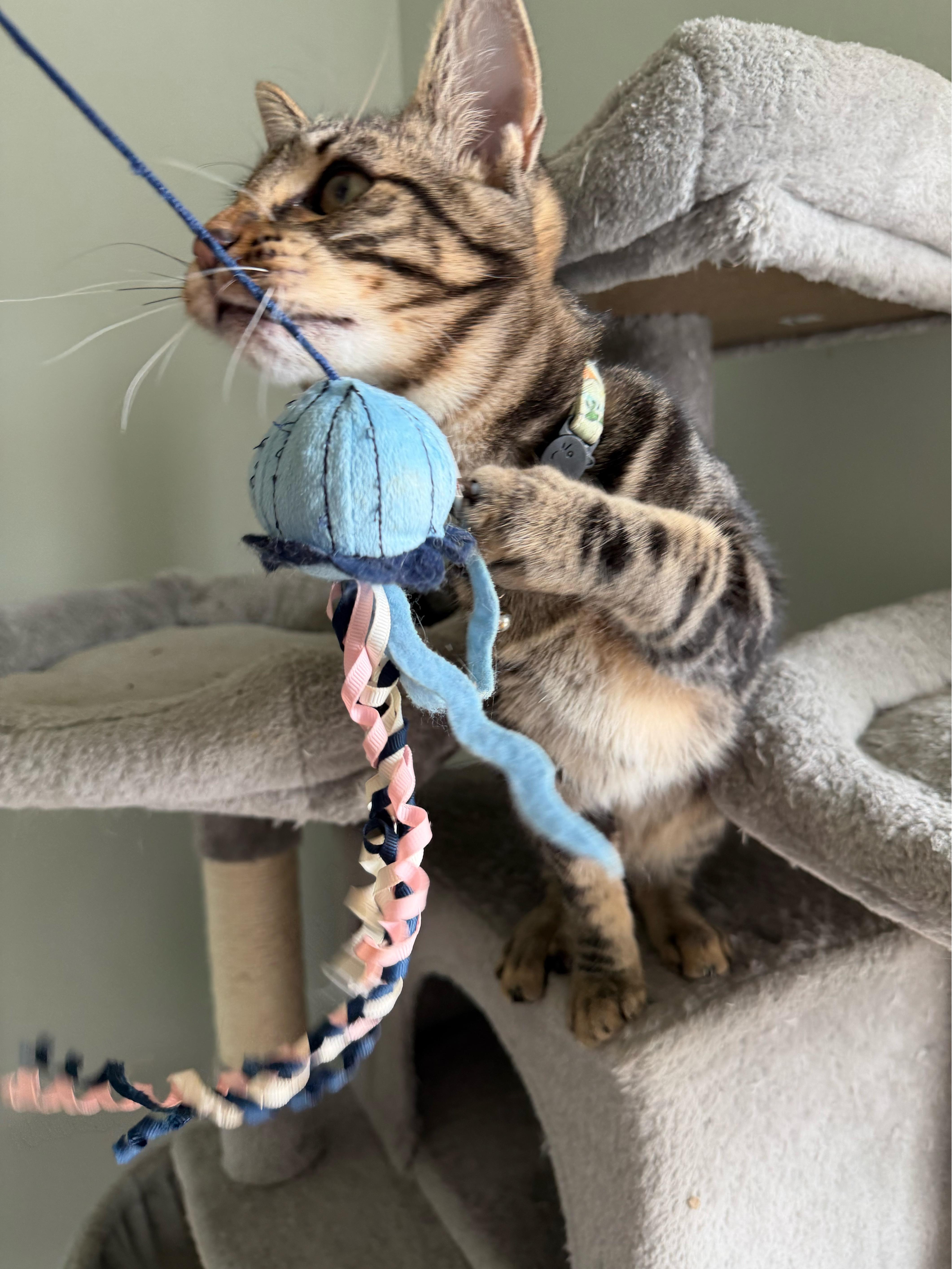 Zeus - Greensboro GA, a Adoptable Domestic Short Hair in Greensboro, GA image 5/6