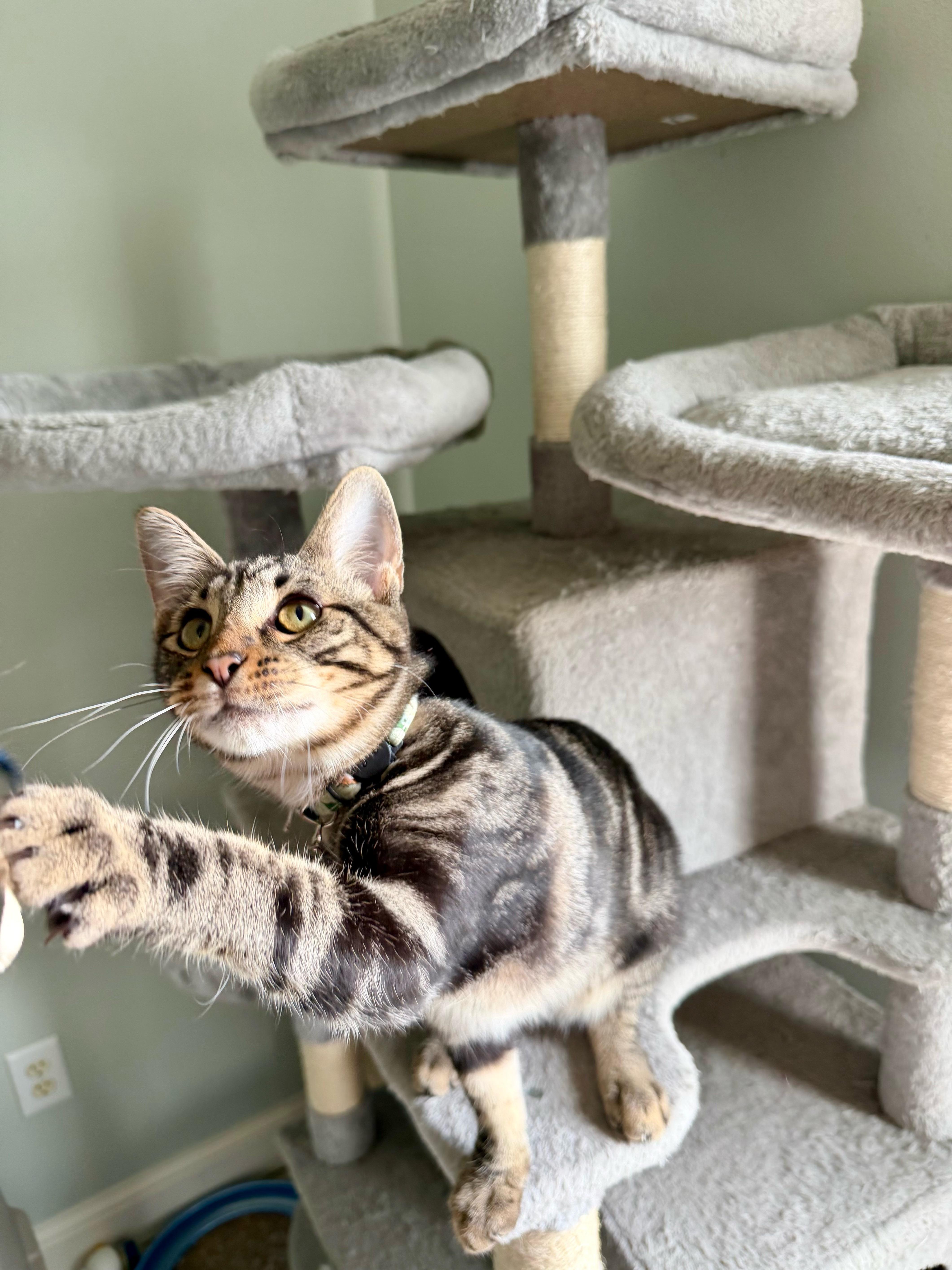 Zeus - Greensboro GA