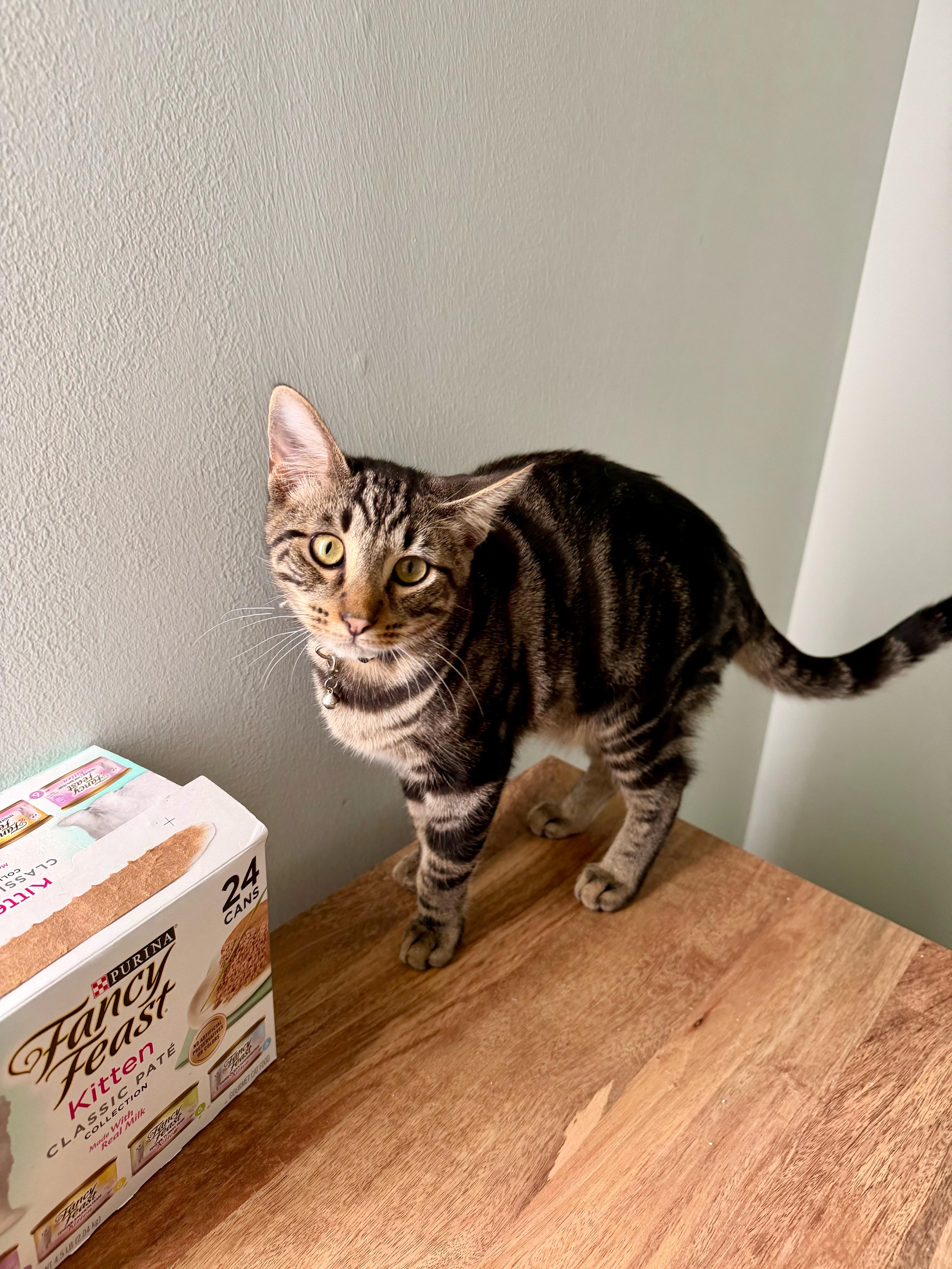 Zeus - Greensboro GA