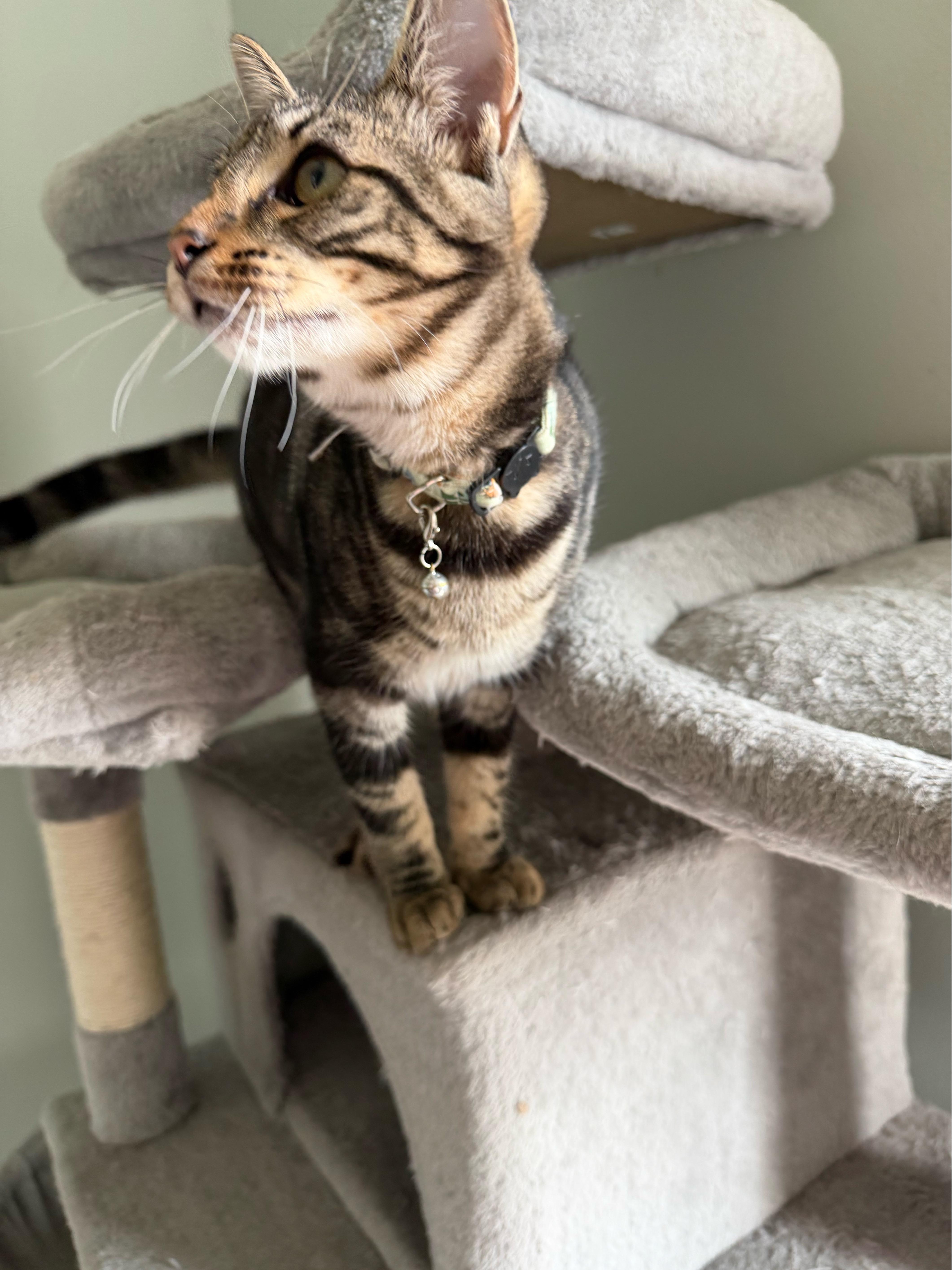 Zeus - Greensboro GA, a Adoptable Domestic Short Hair in Greensboro, GA image 6/6