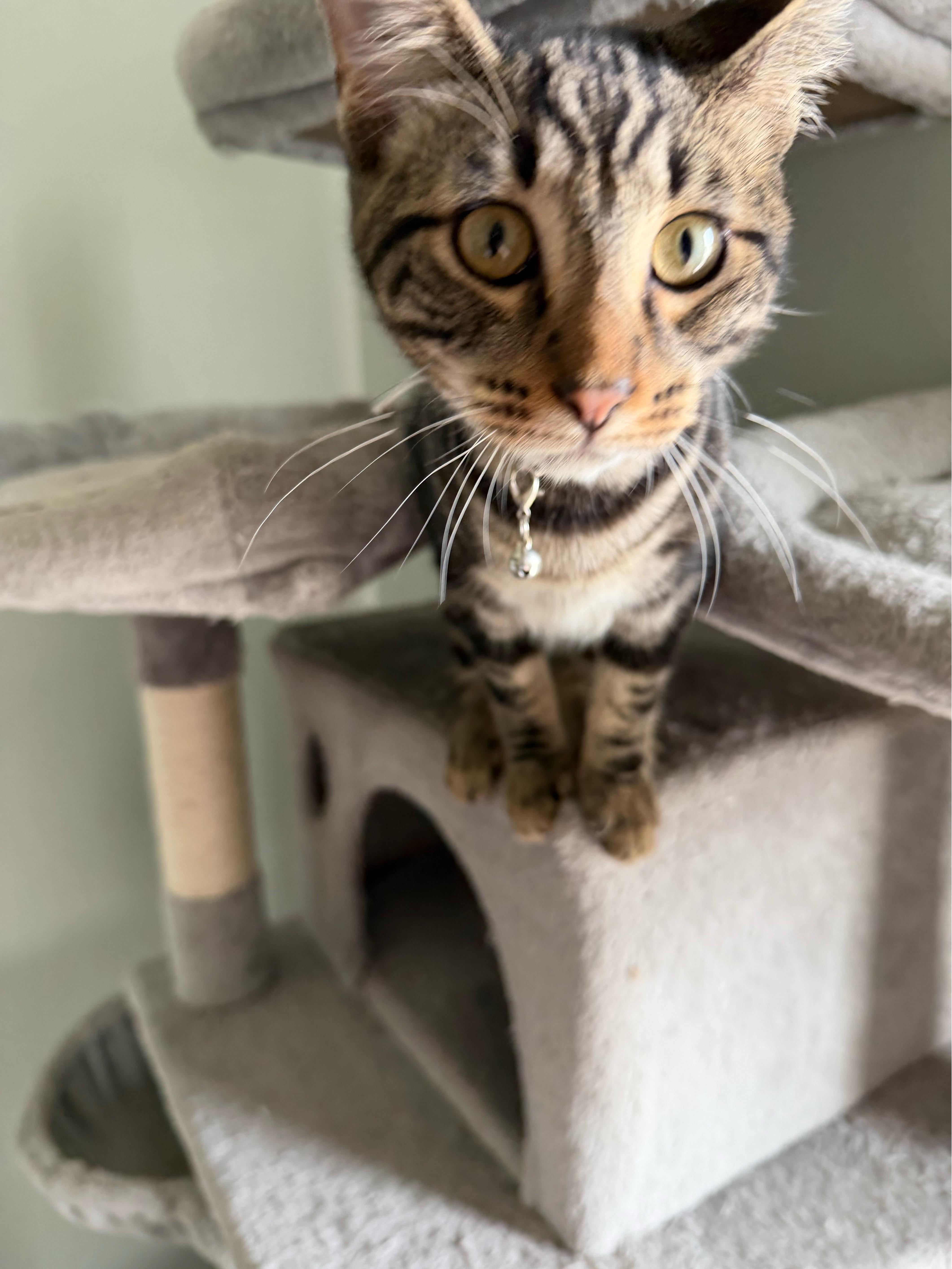 Zeus - Greensboro GA, Adoptable, Kitten Male Domestic Short Hair.