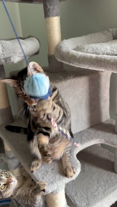 Enlarge Zeus - Greensboro GA, a Adoptable Domestic Short Hair in Greensboro, GA video 4/6