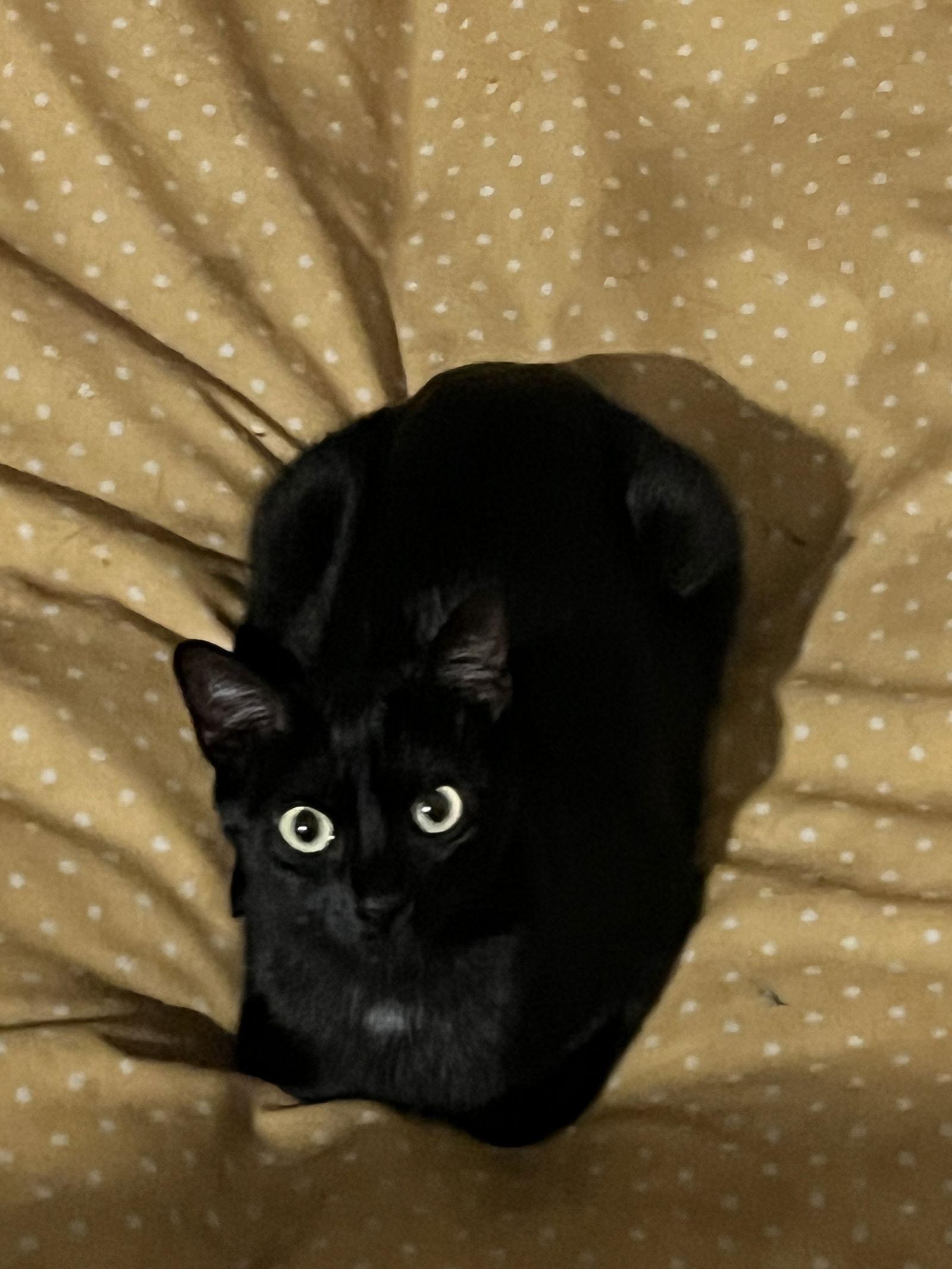 Momma- Must Apply in Person, Adoptable, Adult Female Bombay & Domestic Short Hair.