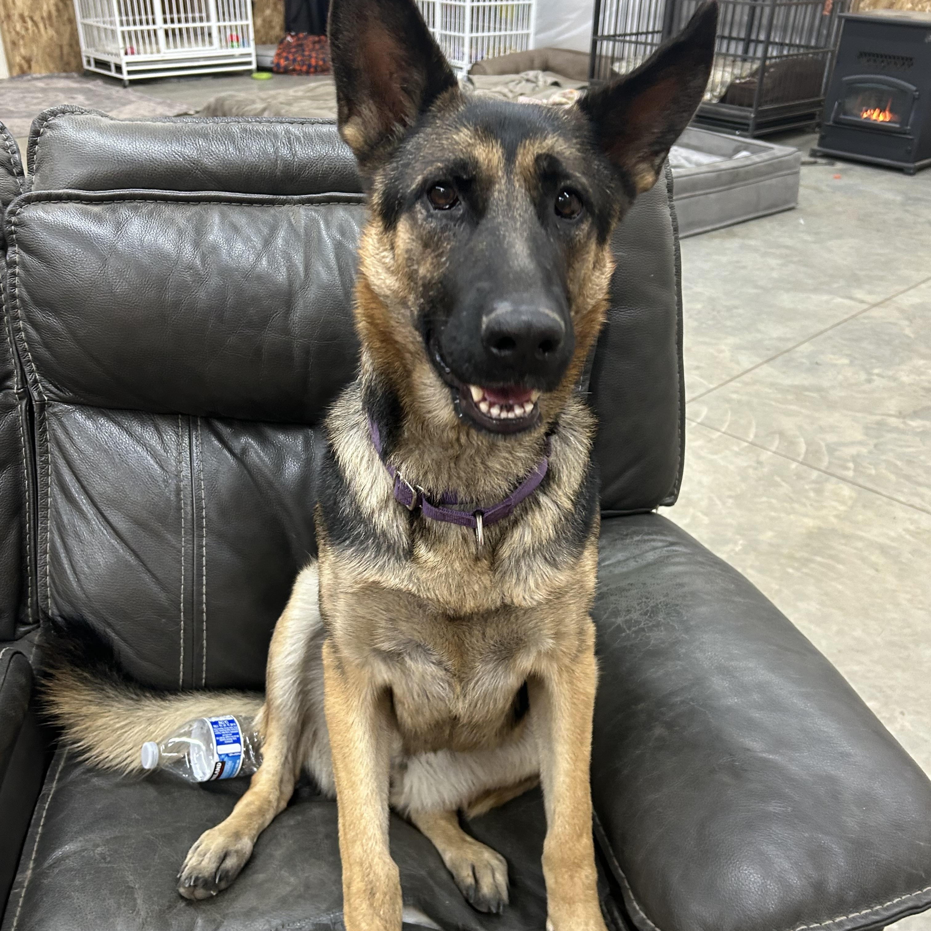 Ana, Adoptable, Adult Female German Shepherd Dog.