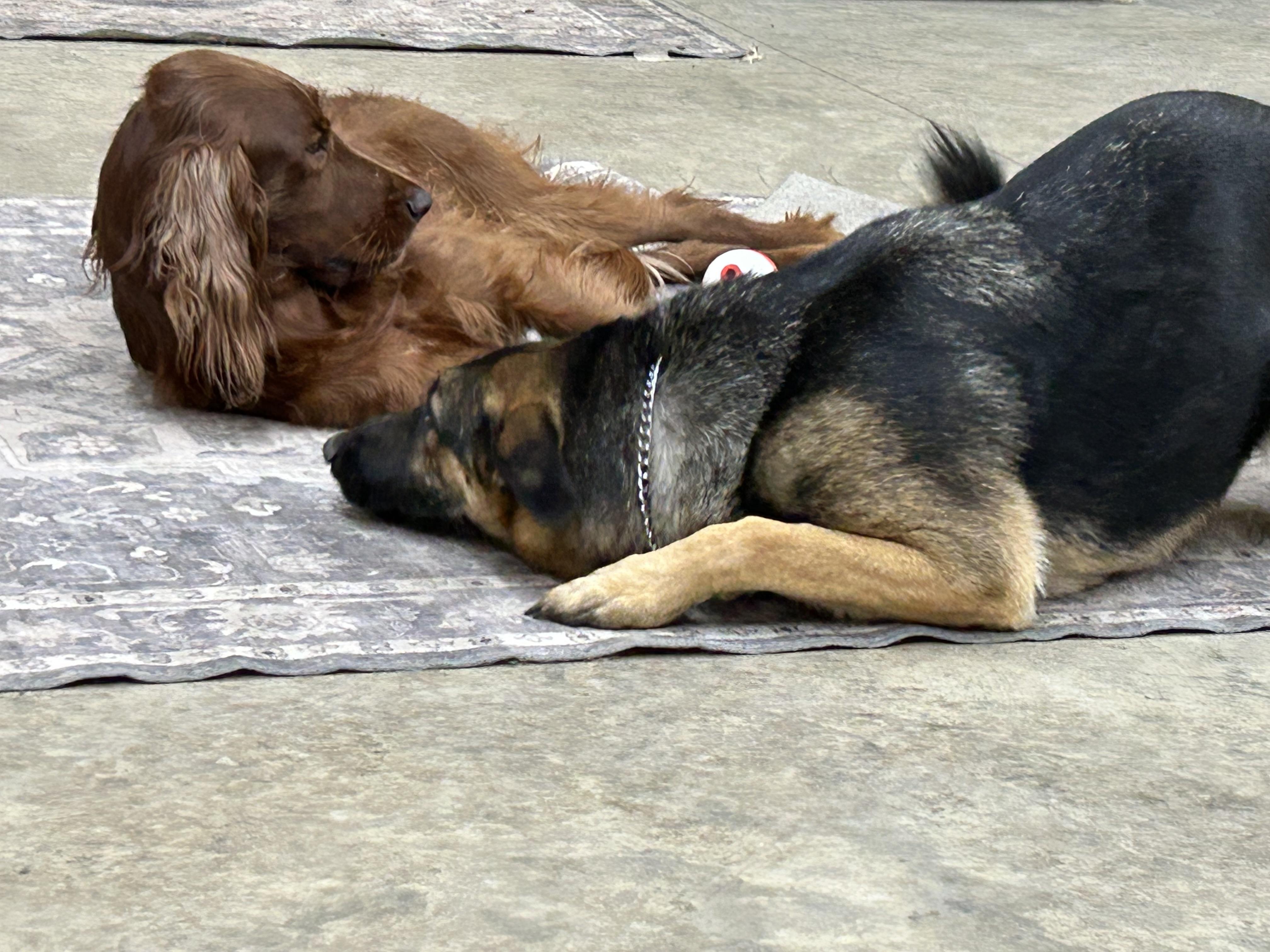 Ana, a Adoptable German Shepherd Dog in COEUR D ALENE, ID image 2/5