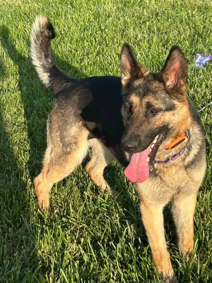 Ana, a Adoptable German Shepherd Dog in COEUR D ALENE, ID image 3/5