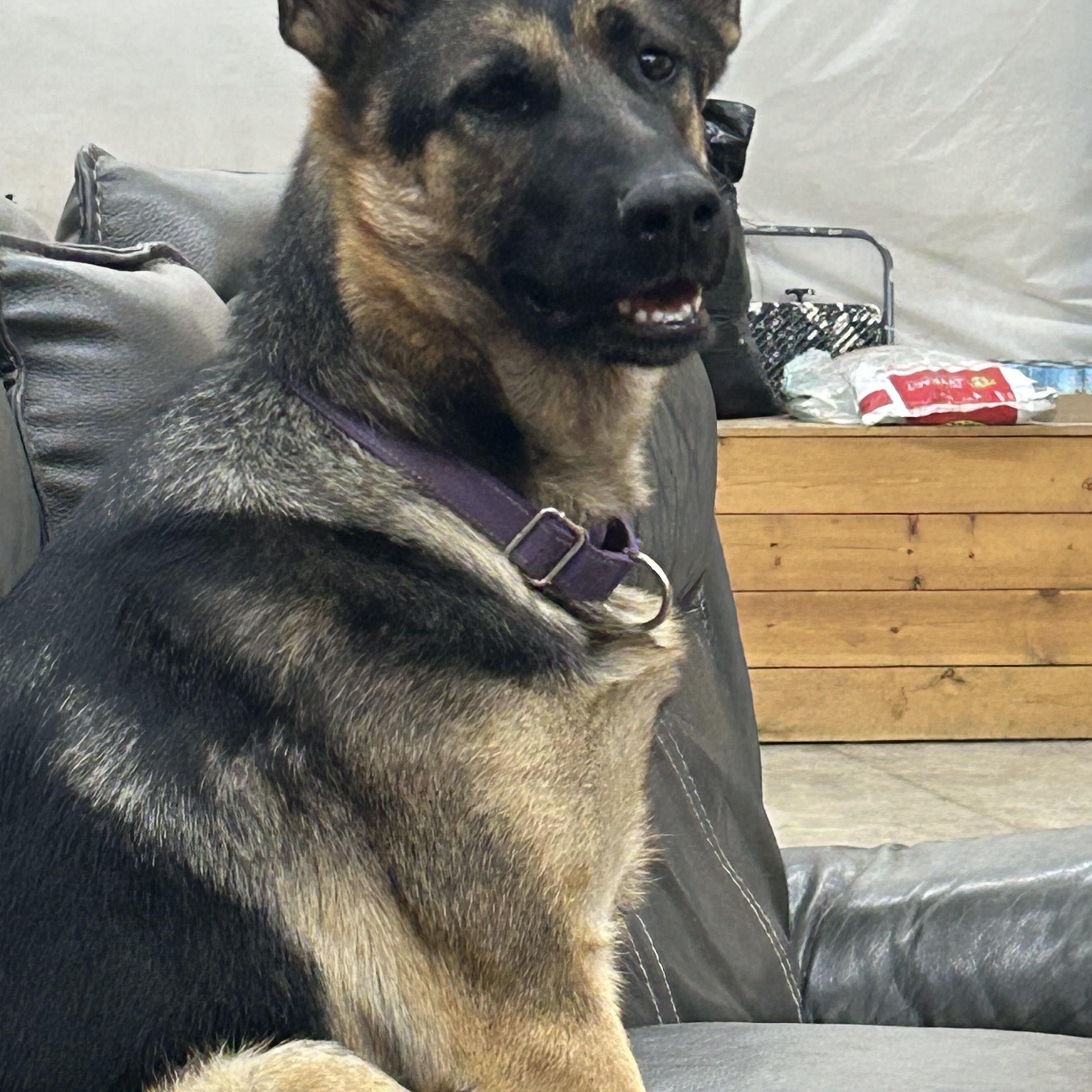 Ana, a Adoptable German Shepherd Dog in COEUR D ALENE, ID image 4/5