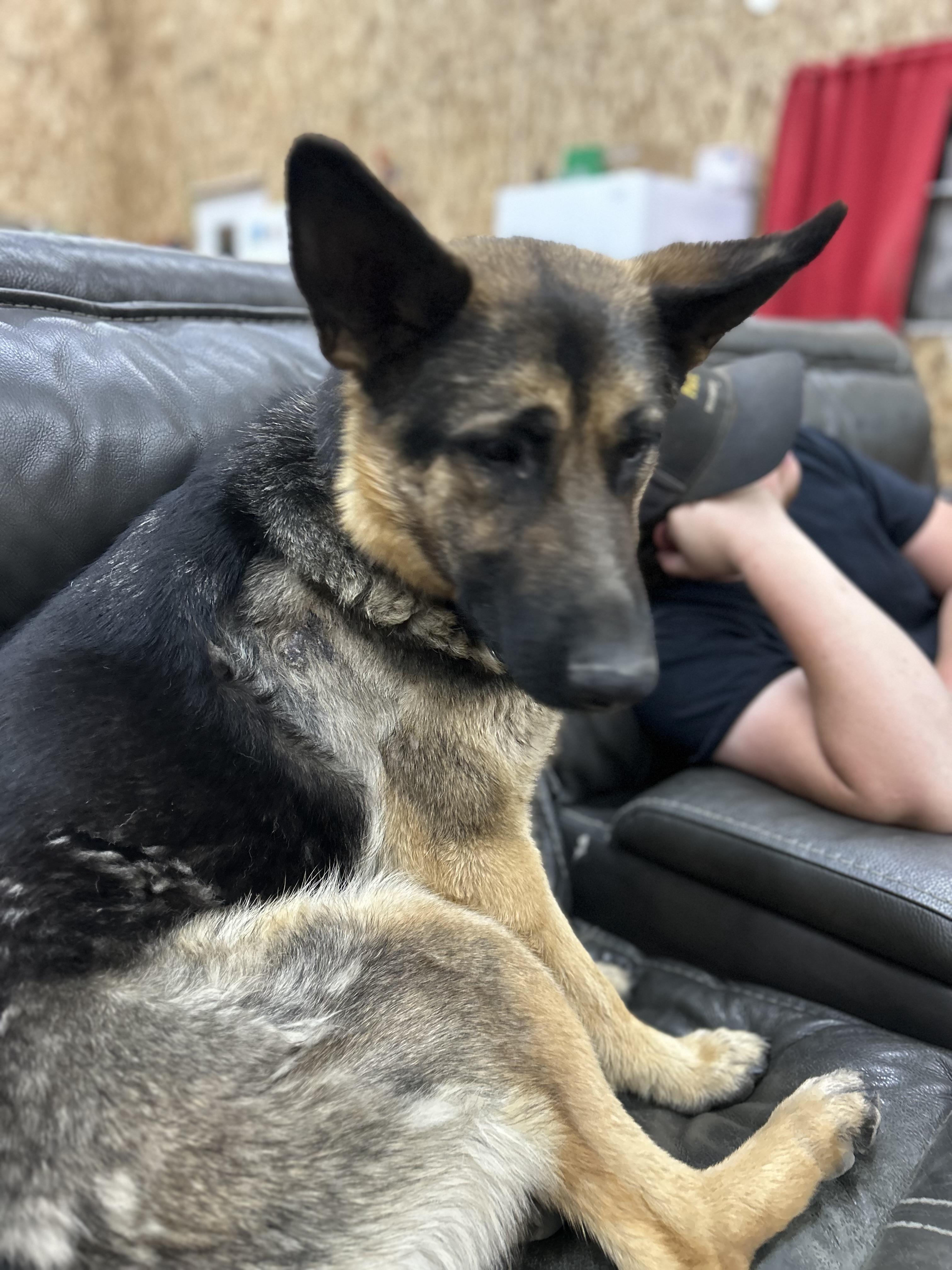 Ana, a Adoptable German Shepherd Dog in COEUR D ALENE, ID image 5/5