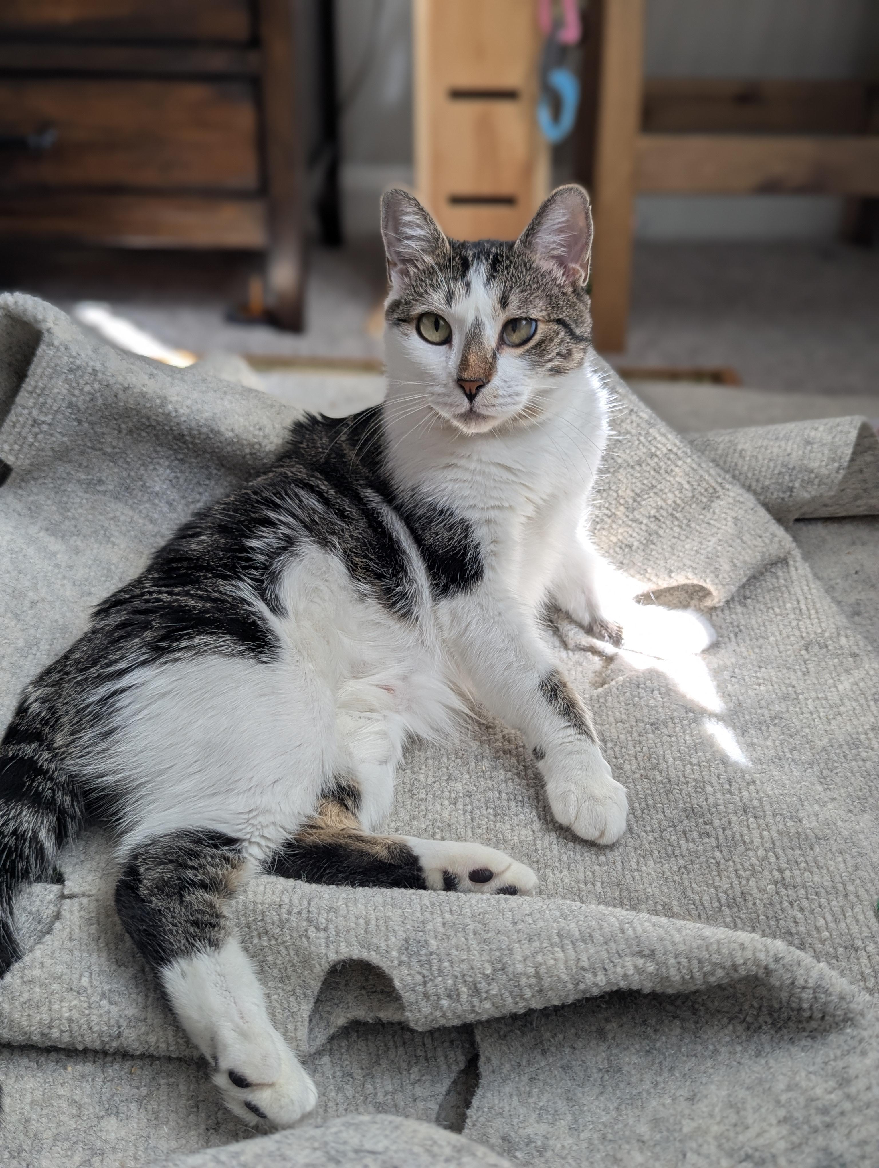 Buttercup (Powerpuff crew), Adoptable, Young Female Domestic Short Hair & Siamese.