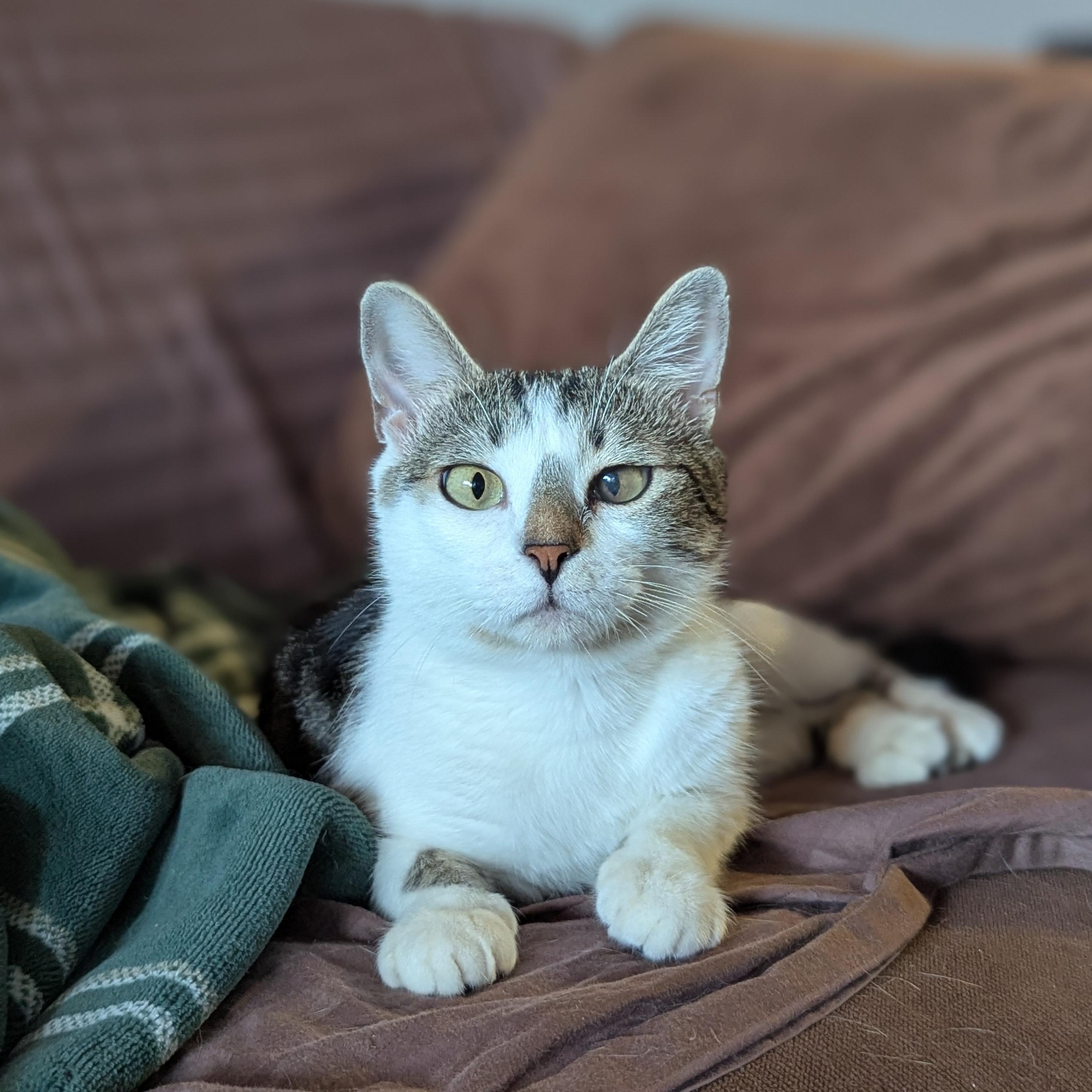 Buttercup (Powerpuff crew), ADOPTABLE, Young Female Domestic Short Hair & Siamese.