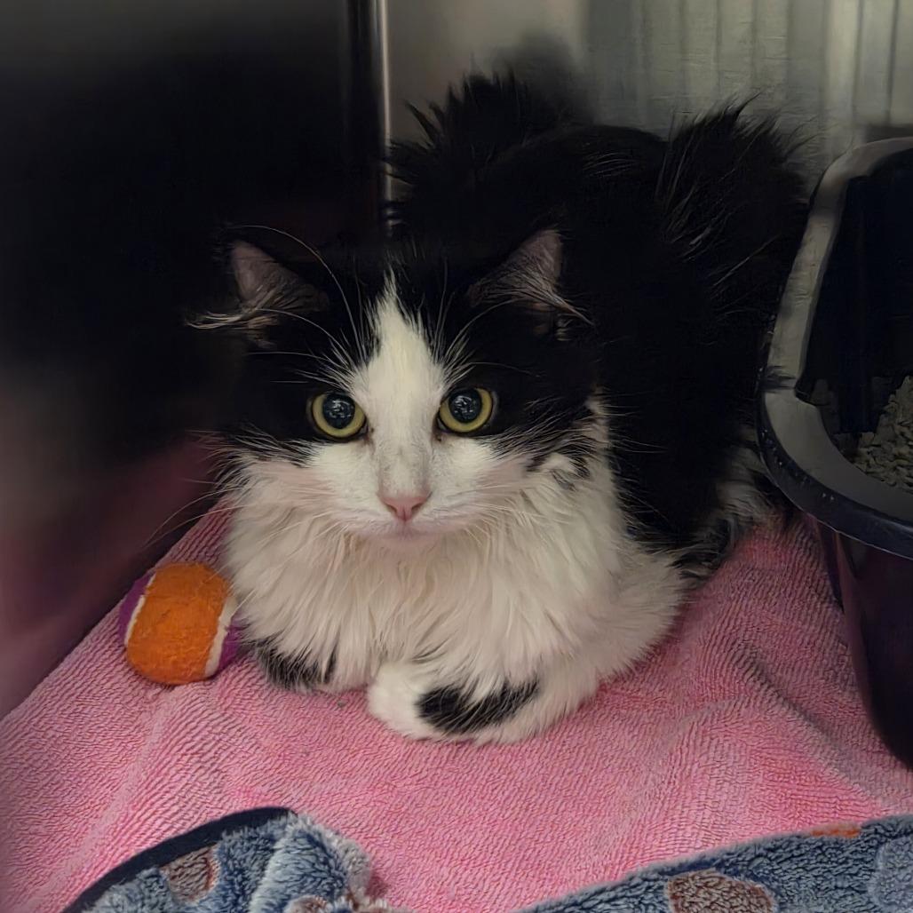 Angel, Adoptable, Adult Female Domestic Short Hair.