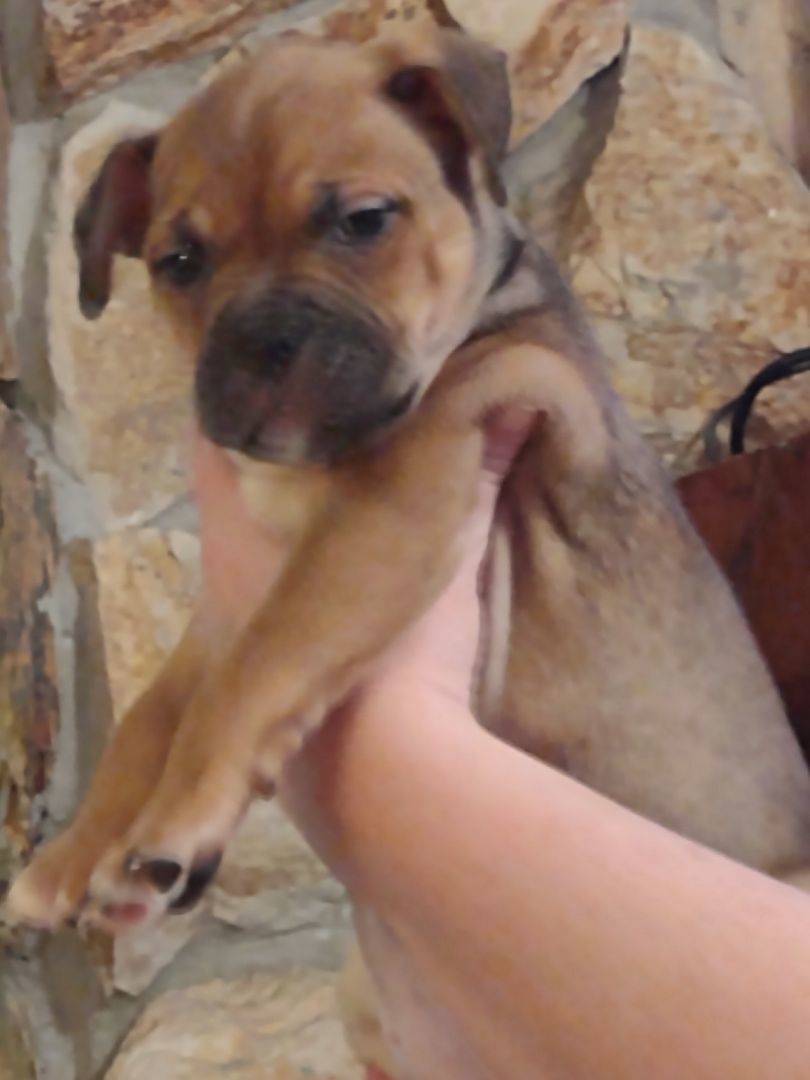 Toyota Mistletoe, Adopted, Puppy Female Boston Terrier.