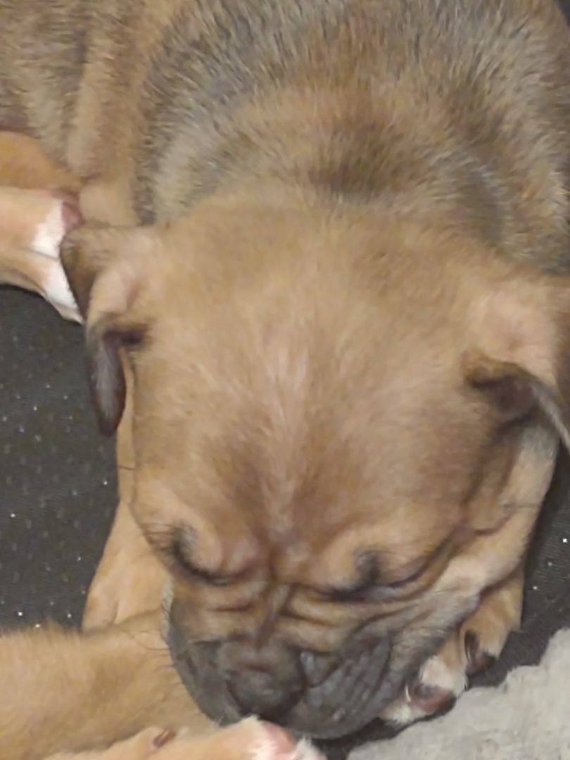 Enlarge Toyota Mistletoe, a Adopted mixed breed in Lake Mary, FL image 2/4