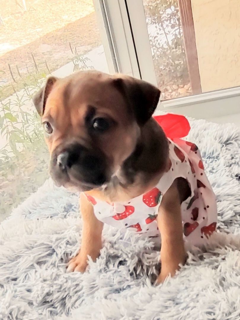 Enlarge Toyota Mistletoe, a Adopted mixed breed in Lake Mary, FL image 3/4