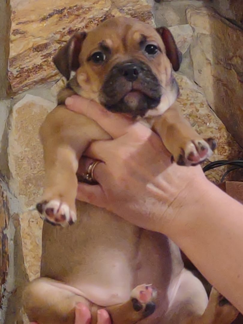 Enlarge Toyota Mistletoe, a Adopted mixed breed in Lake Mary, FL image 4/4
