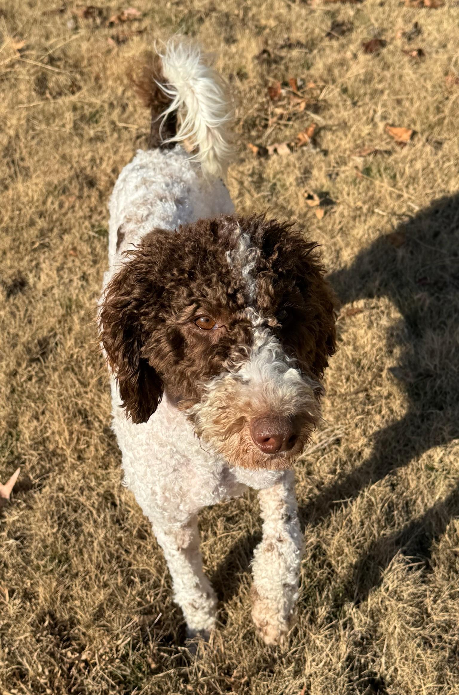 Enlarge Bailey, a Adoptable Standard Poodle in Calera, AL image 1/6