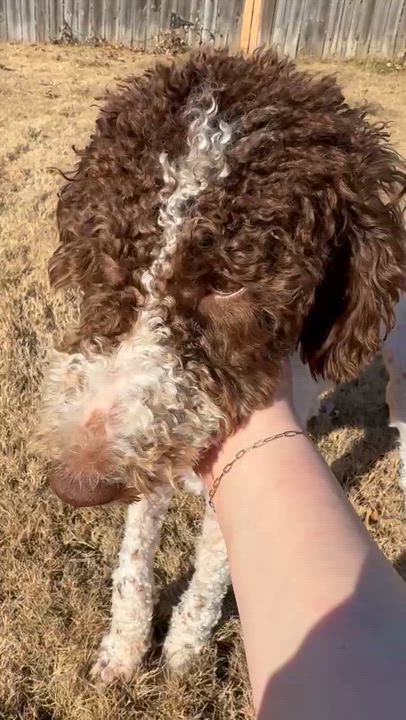 Enlarge Bailey, a Adoptable Standard Poodle in Calera, AL video 6/6