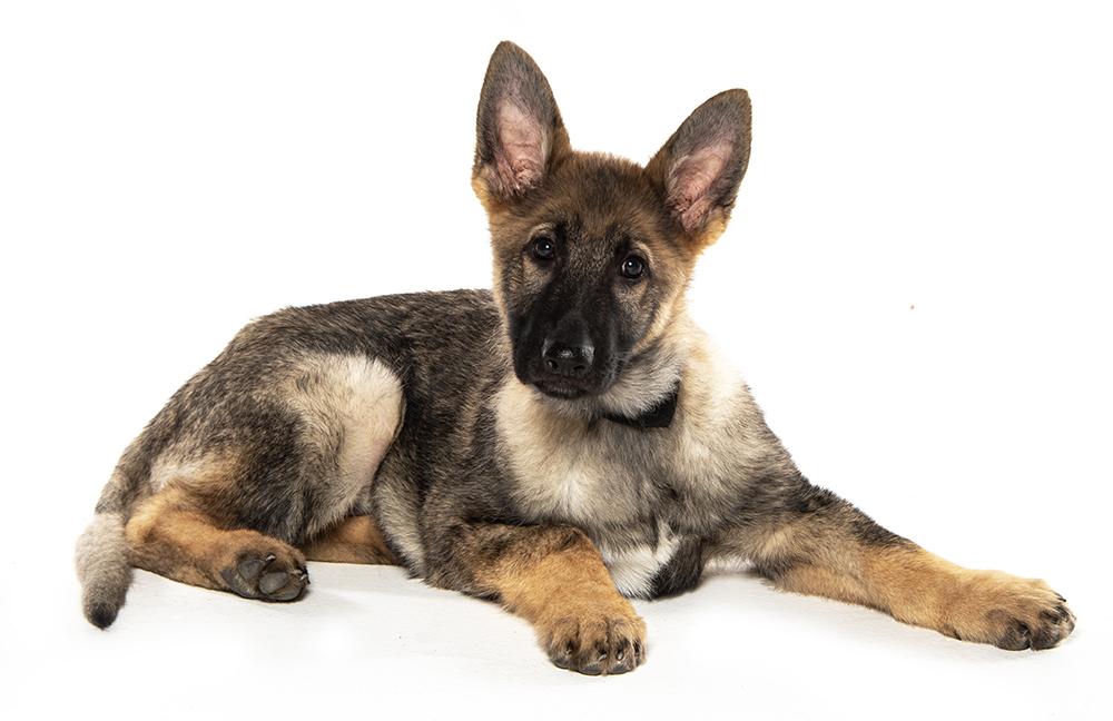 Sarge, a ADOPTABLE mixed breed in Cookeville, TN image 4/5