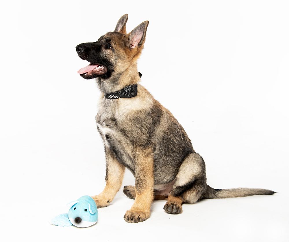 Sarge, a ADOPTABLE mixed breed in Cookeville, TN image 5/5