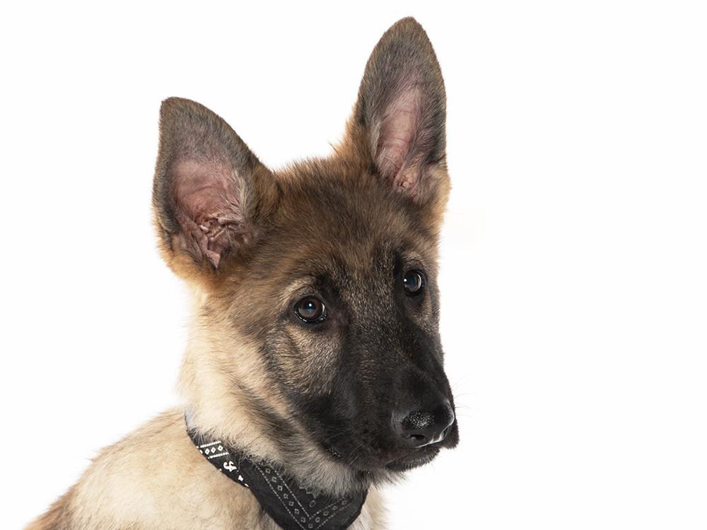 Sarge, a ADOPTABLE mixed breed in Cookeville, TN image 3/5