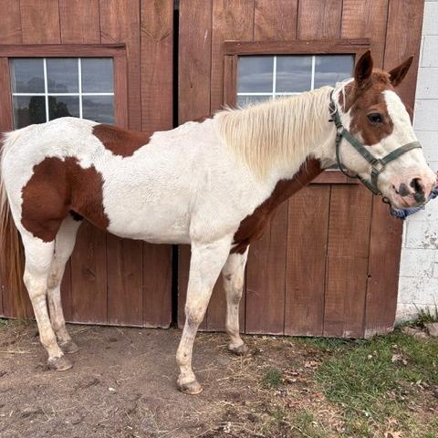 Dusty Pebbles, a Adoptable Quarterhorse in Quakertown, PA image 1/3