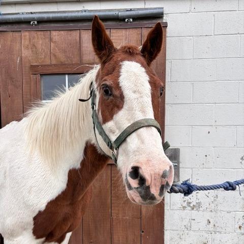 Dusty Pebbles, a Adoptable Quarterhorse in Quakertown, PA image 2/3