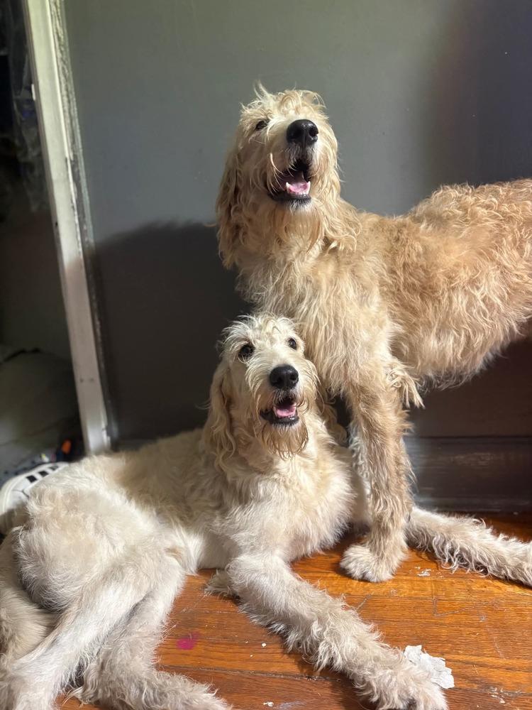 Enlarge Charlee, a Adoptable Goldendoodle in Oakland, MI image 2/3