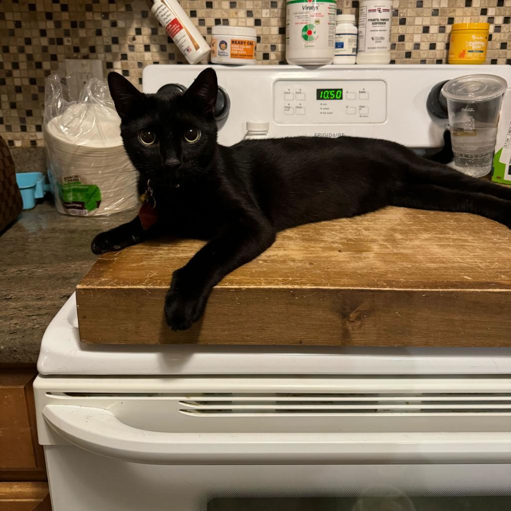 Enlarge Vader, a Adoptable Domestic Short Hair in Howard beach, NY image 1/6