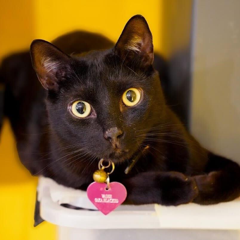 Enlarge Vader, a Adoptable Domestic Short Hair in Howard beach, NY image 2/6