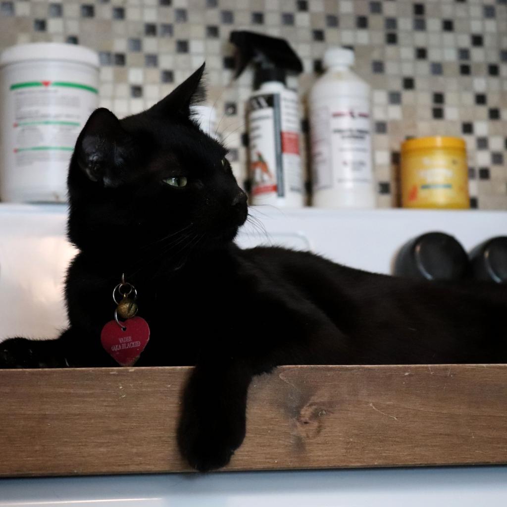Enlarge Vader, a Adoptable Domestic Short Hair in Howard beach, NY image 3/6