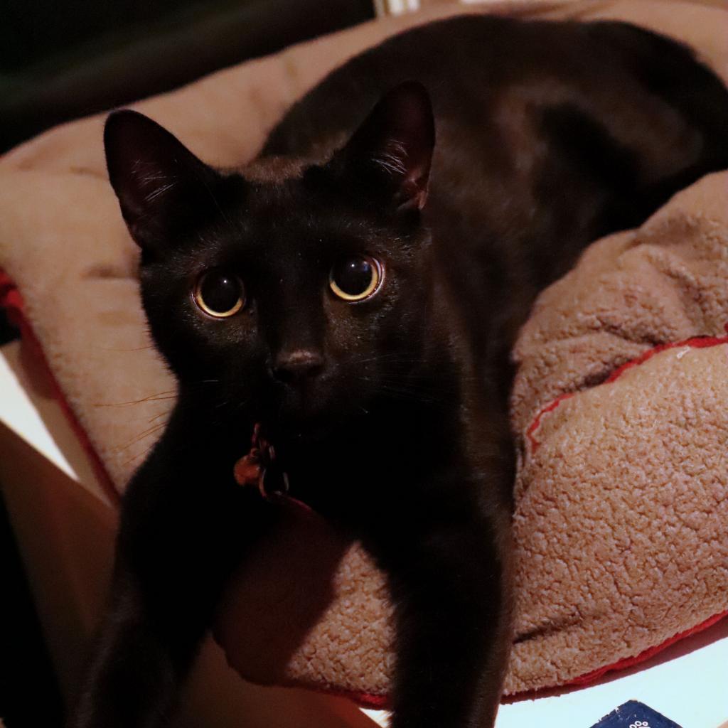 Enlarge Vader, a Adoptable Domestic Short Hair in Howard beach, NY image 4/6