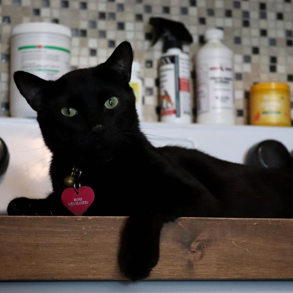 Enlarge Vader, a Adoptable Domestic Short Hair in Howard beach, NY image 5/6