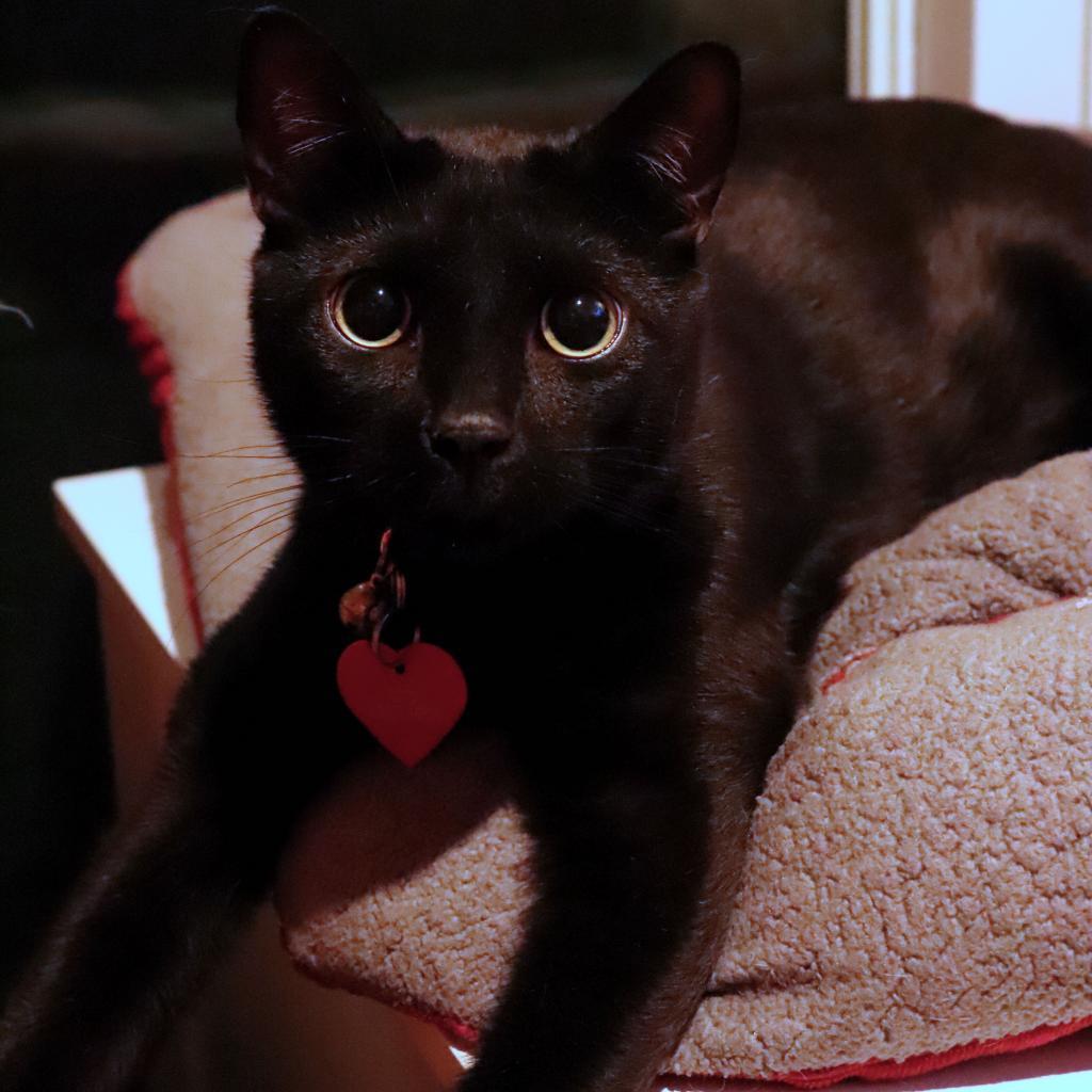 Enlarge Vader, a Adoptable Domestic Short Hair in Howard beach, NY image 6/6