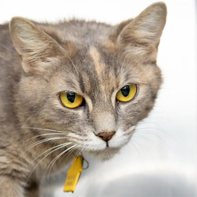 FROSTING, Adoptable, Young Female Domestic Short Hair.
