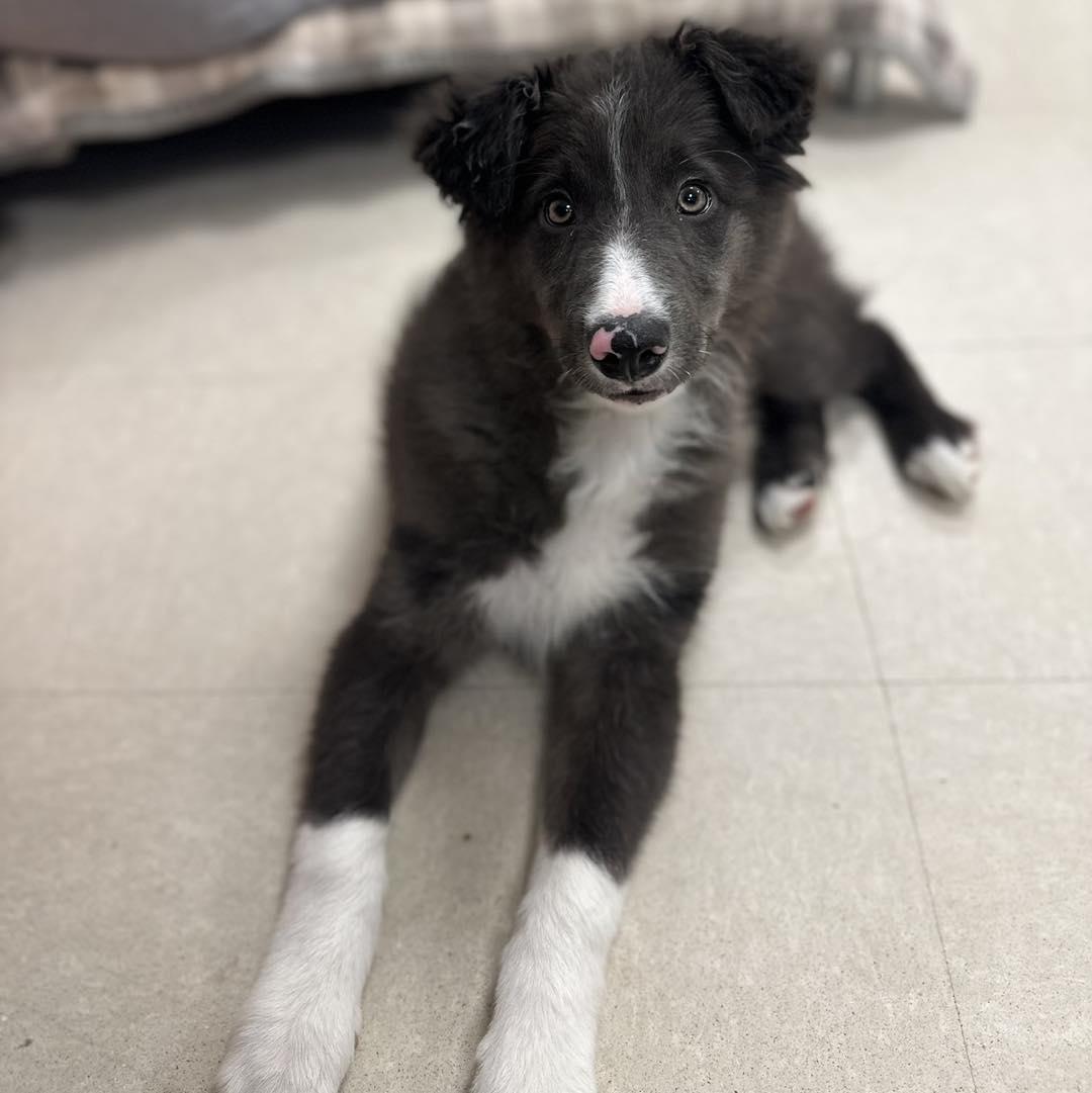Miller, Adoptable, Young Male Border Collie.