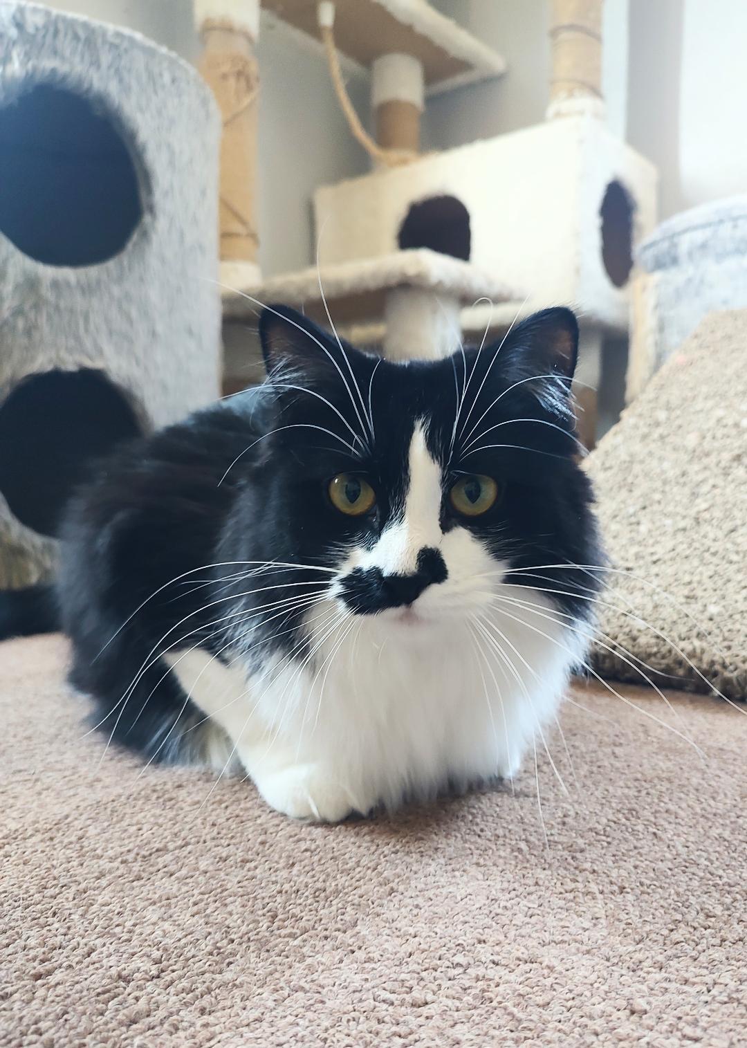 Miss Mustachio, Adoptable, Adult Female Domestic Medium Hair.