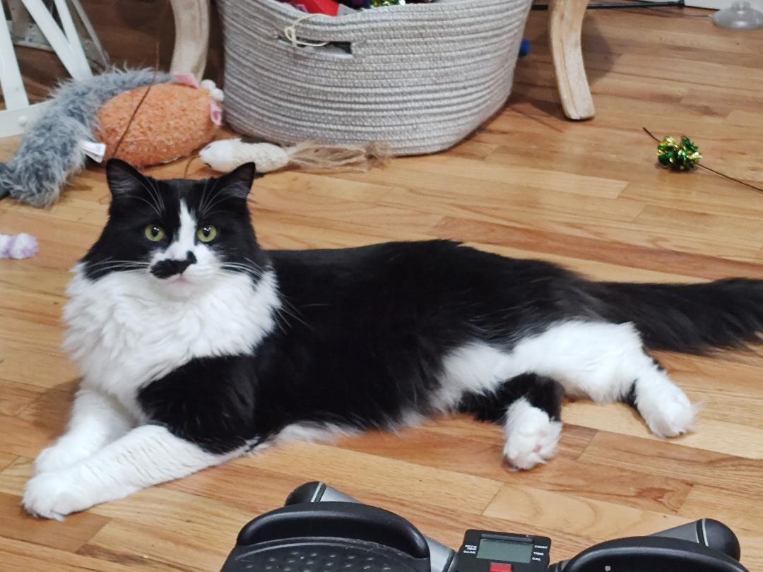 Miss Mustachio, a Adoptable Domestic Medium Hair in Pasco, WA image 2/6