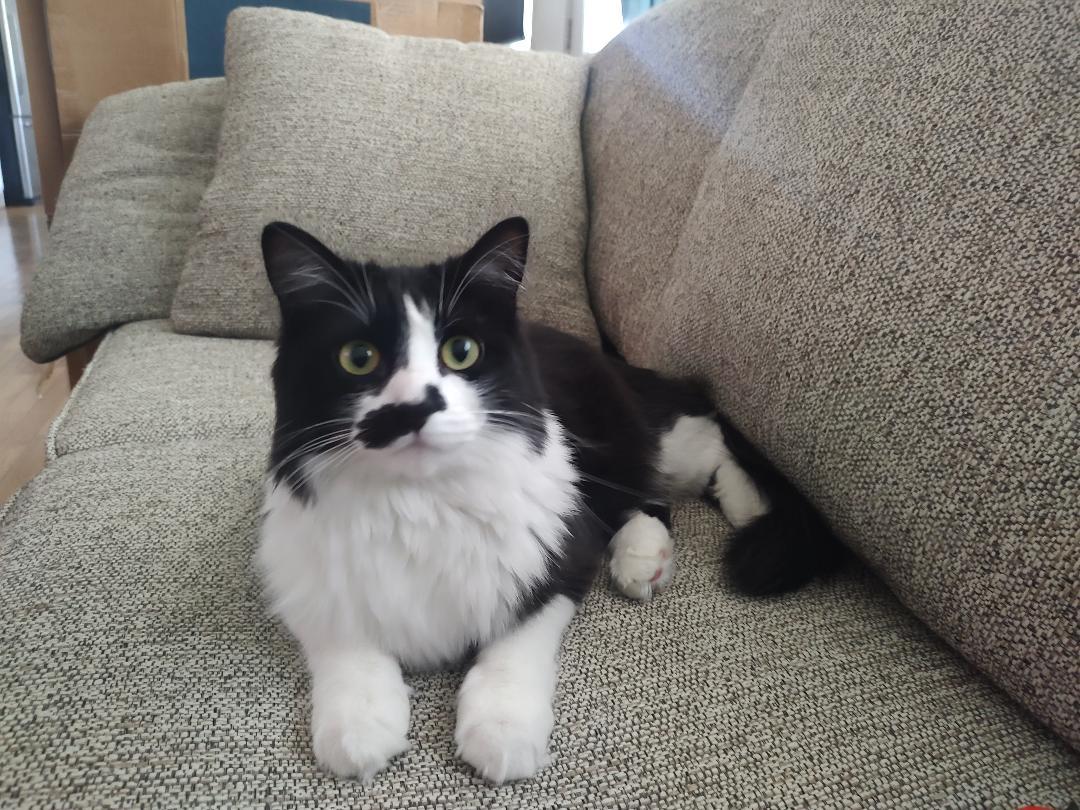 Miss Mustachio, a Adoptable Domestic Medium Hair in Pasco, WA image 3/6